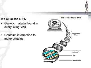 It’s all in the DNA
• Genetic material found in
every living cell
• Contains information to
make proteins

 