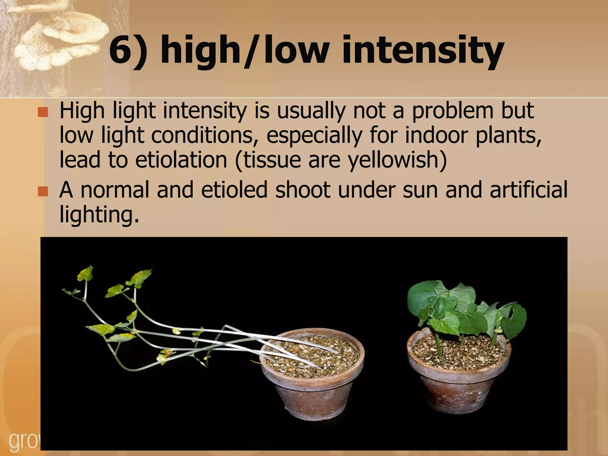 6) high/low intensity




High light intensity is usually not a problem but
low light conditions, especially for indoor plants,
lead to etiolation (tissue are yellowish)
A normal and etioled shoot under sun and artificial
lighting.

 
