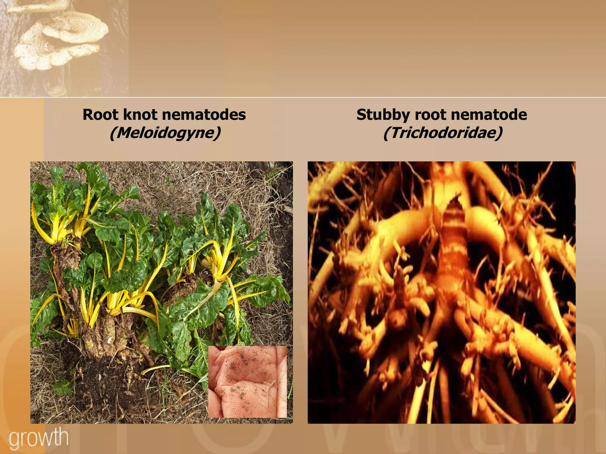 Root knot nematodes

(Meloidogyne)

Stubby root nematode

(Trichodoridae)

 