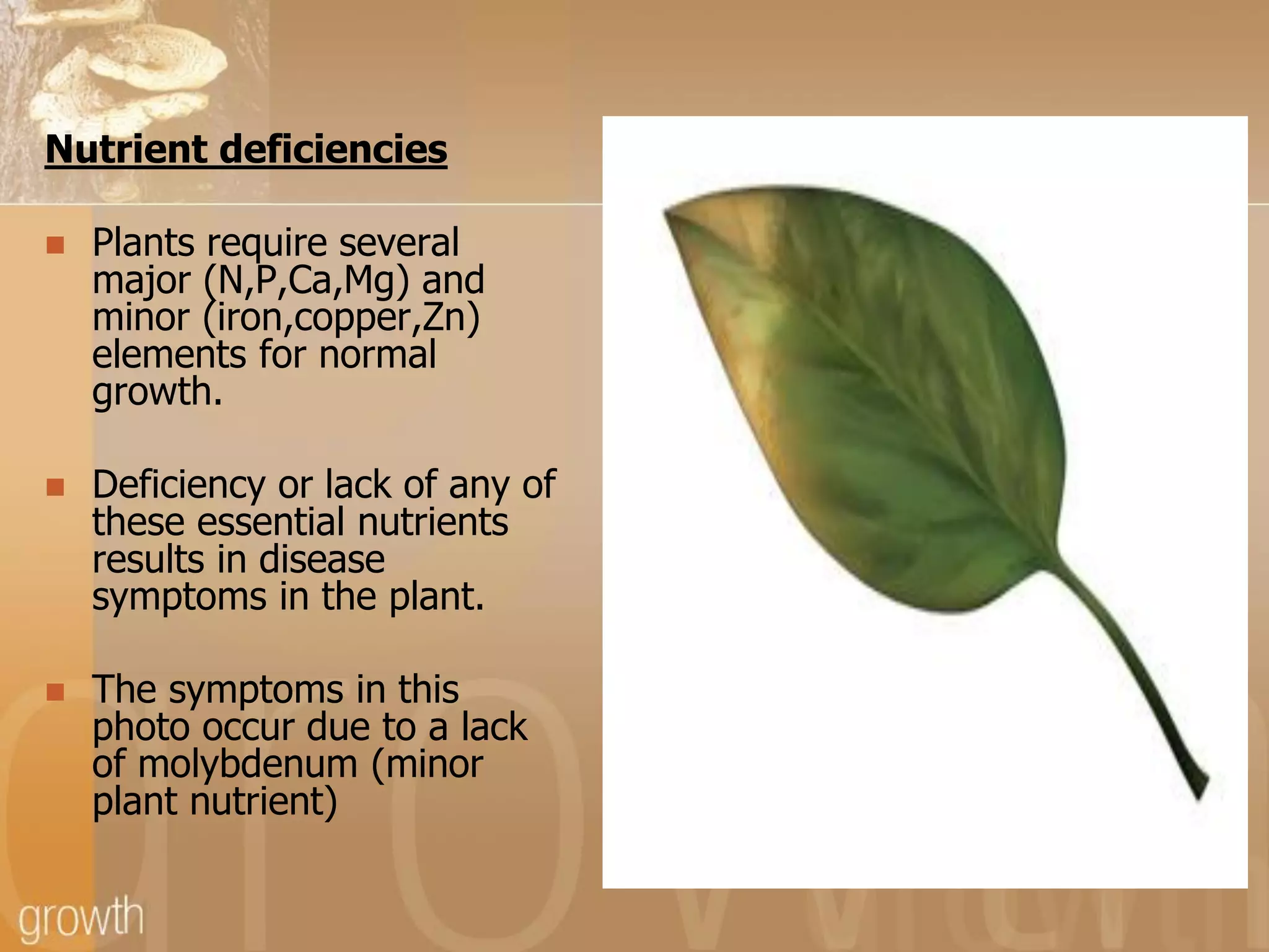 Nutrient deficiencies


Plants require several
major (N,P,Ca,Mg) and
minor (iron,copper,Zn)
elements for normal
growth.



Deficiency or lack of any of
these essential nutrients
results in disease
symptoms in the plant.



The symptoms in this
photo occur due to a lack
of molybdenum (minor
plant nutrient)

 