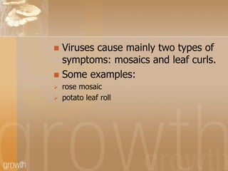 Viruses cause mainly two types of
symptoms: mosaics and leaf curls.
 Some examples:






rose mosaic
potato leaf roll

 