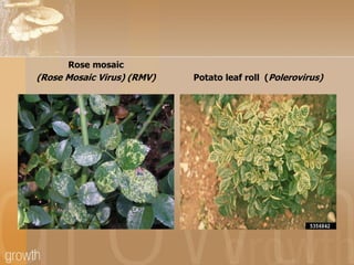 Rose mosaic

(Rose Mosaic Virus) (RMV)

Potato leaf roll (Polerovirus)

 