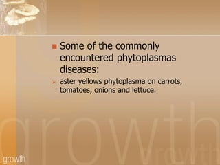 



Some of the commonly
encountered phytoplasmas
diseases:
aster yellows phytoplasma on carrots,
tomatoes, onions and l...
