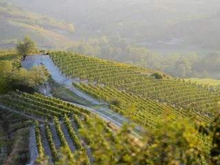 No Evangelho, Jesus retoma e desenvolve o poema da VINHA.
(Mt 21,33-43)
- Um Senhor planta uma vinha com todo o cuidado e tecnologia
necessária e a confia a uns vinhateiros, conhecedores da profissão.
- Chega o tempo da vindima, manda buscar a colheita e vem
a surpresa. Não entregam os frutos e maltratam os enviados...
Não respeitam nem o próprio filho do dono. Chegam a matá-lo.
 