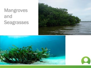 Mangroves
and
Seagrasses
 
