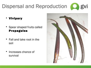 Dispersal and Reproduction
• Vivipary
• Spear shaped fruits called
Propagules
• Fall and take root in the
soil
• Increases chance of
survival
 