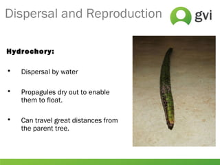 Dispersal and Reproduction
Hydrochory:
• Dispersal by water
• Propagules dry out to enable
them to float.
• Can travel great distances from
the parent tree.
 