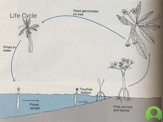 Life Cycle
 