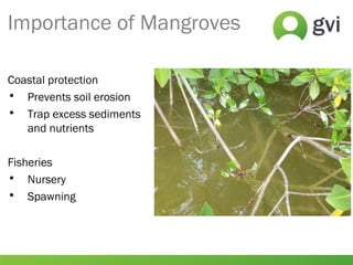 Importance of Mangroves
Coastal protection
• Prevents soil erosion
• Trap excess sediments
and nutrients
Fisheries
• Nursery
• Spawning
 