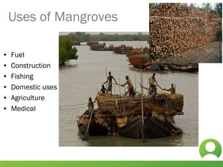 • Fuel
• Construction
• Fishing
• Domestic uses
• Agriculture
• Medical
Uses of Mangroves
 