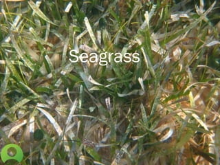 Seagrass
 