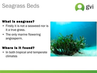 What is seagrass?
• Firstly it is not a seaweed nor is
it a true grass.
• The only marine flowering
angiosperm.
Where is it found?
• In both tropical and temperate
climates
Seagrass Beds
 