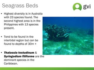 • Highest diversity is in Australia
with 23 species found. The
second highest area is in the
Philippines with 13 species
present.
• Tend to be found in the
intertidal region but can be
found to depths of 30m +
• Thalassia testudinum &
Syringodium filiforme are the
dominant species in the
Caribbean.
Seagrass Beds
 