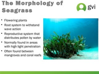 The Morphology of
Seagrass
• Flowering plants
• Root system to withstand
wave action
• Reproductive system that
distributes pollen by water
• Normally found in areas
with high light penetration
• Often found between
mangroves and coral reefs
 