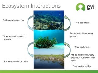 Reduce wave action
Act as juvenile nursery
ground / Source of leaf
litterReduce coastal erosion
Freshwater buffer
Act as juvenile nursery
ground
Trap sediment
Trap sediment
Slow wave action and
currents
Ecosystem Interactions
 