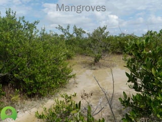 Mangroves
 