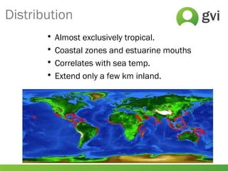 Distribution
• Almost exclusively tropical.
• Coastal zones and estuarine mouths
• Correlates with sea temp.
• Extend only a few km inland.
 