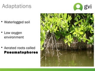 Adaptations
• Waterlogged soil
• Low oxygen
environment
• Aerated roots called
Pneumatophores
 