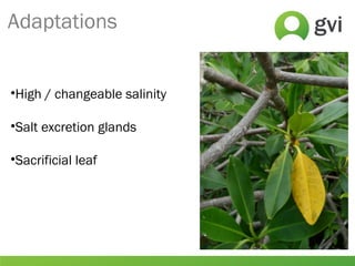 Adaptations
•High / changeable salinity
•Salt excretion glands
•Sacrificial leaf
 