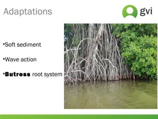 Adaptations
•Soft sediment
•Wave action
•Butress root system
 