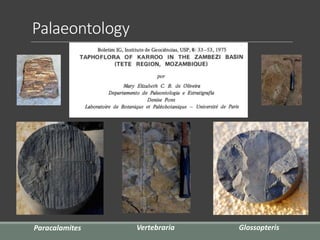 Palaeontology
VertebrariaParacalamites Glossopteris
 