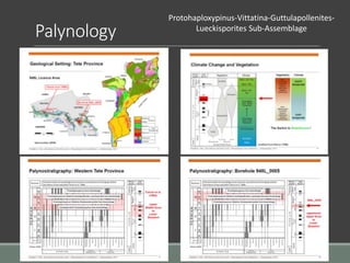 Palynology
Protohaploxypinus-Vittatina-Guttulapollenites-
Lueckisporites Sub-Assemblage
 