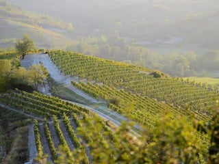 - Um Senhor planta uma vinha com todo o cuidado e tecnologia
necessária e a confia a uns vinhateiros, conhecedores da profissão.
- Chega o tempo da vindima, manda buscar a colheita e vem
a surpresa. Não entregam os frutos e maltratam os enviados...
Não respeitam nem o próprio filho do dono. Chegam a matá-lo.
 