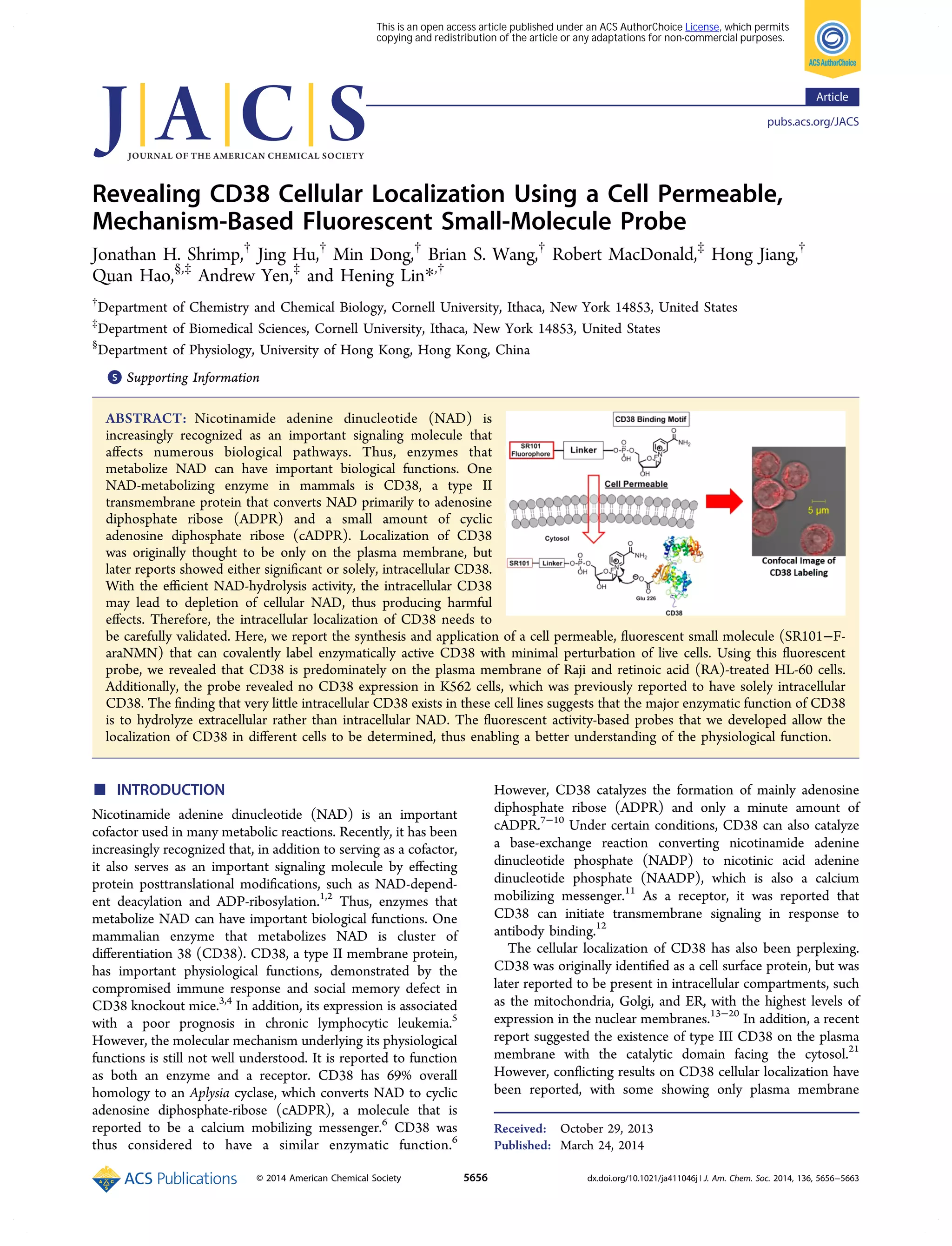 JACS-CD38 localization using a fluorescent probe | PDF