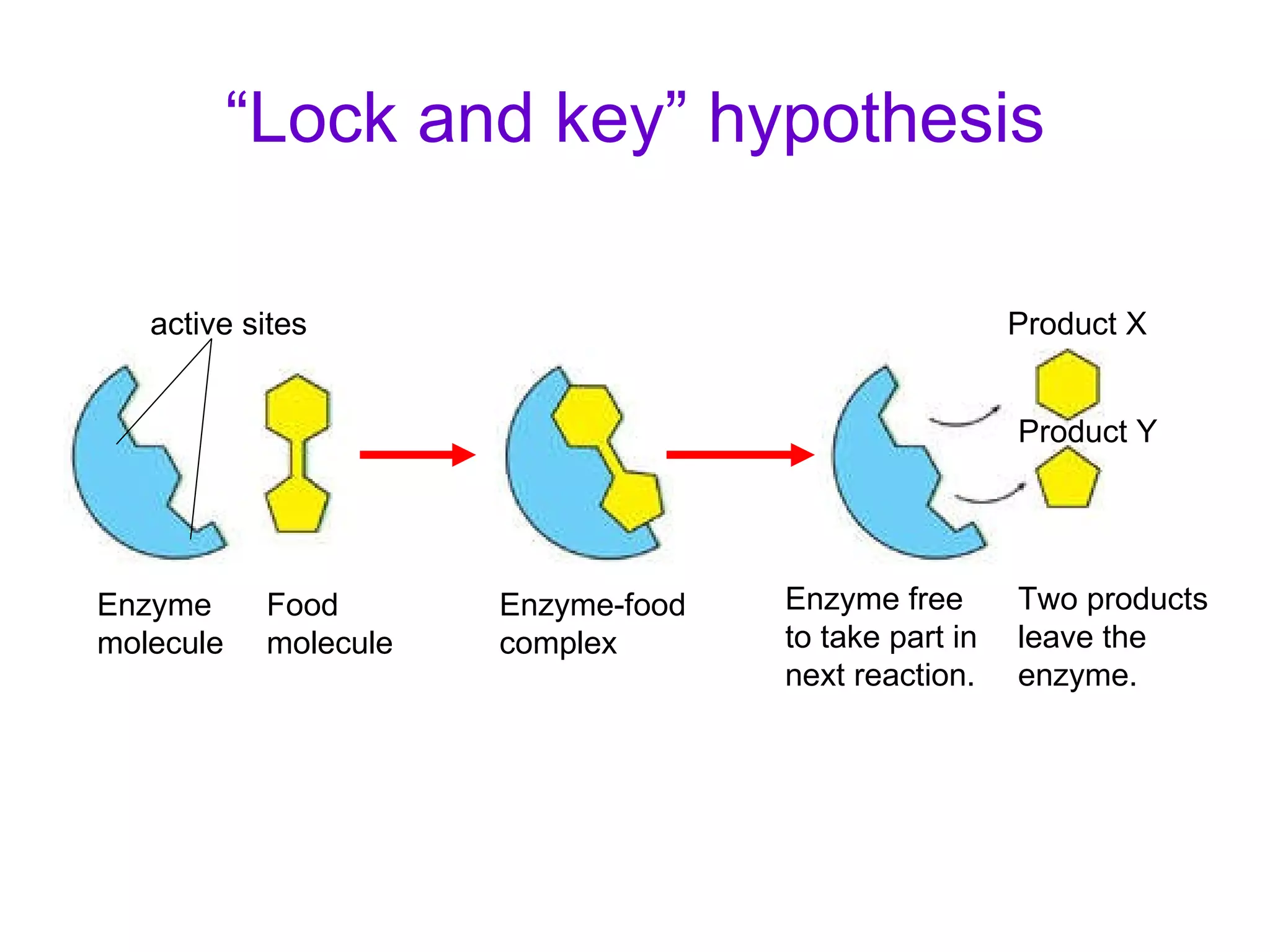 “ Lock and key” hypothesis active sites Enzyme molecule Food molecule Enzyme-food complex Enzyme free to take part in next reaction.  Two products leave the enzyme. Product X Product Y 