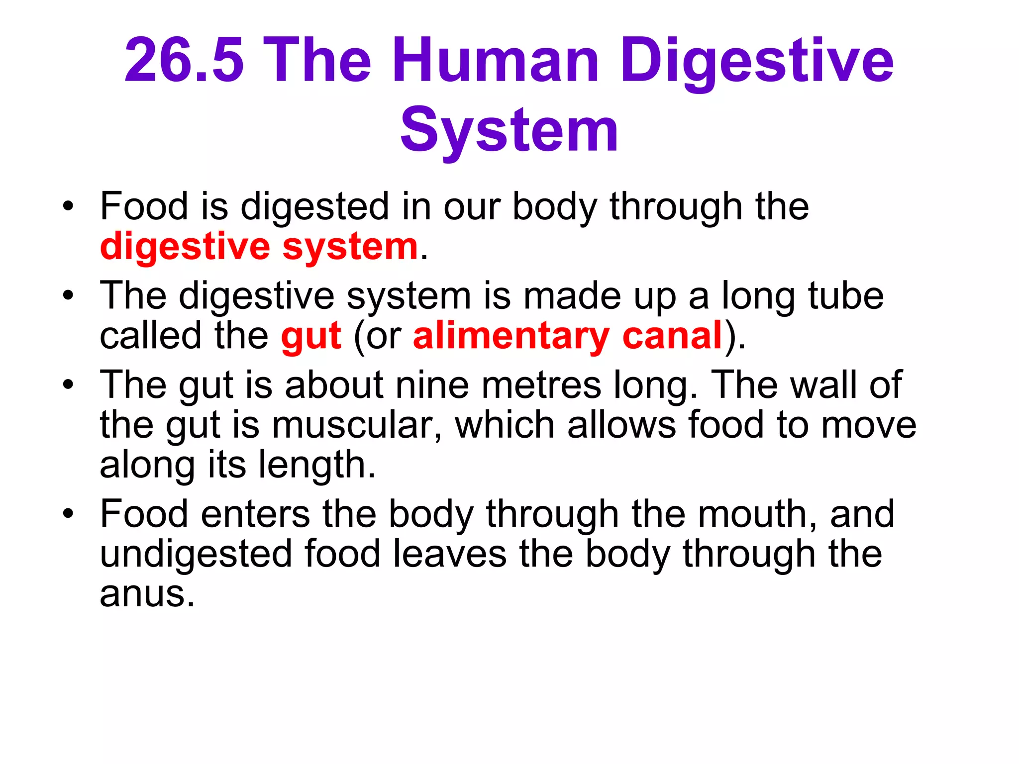 26.5 The Human Digestive System Food is digested in our body through the  digestive system . The digestive system is made up a long tube called the  gut  (or  alimentary canal ). The gut is about nine metres long. The wall of the gut is muscular, which allows food to move along its length. Food enters the body through the mouth, and undigested food leaves the body through the anus.  