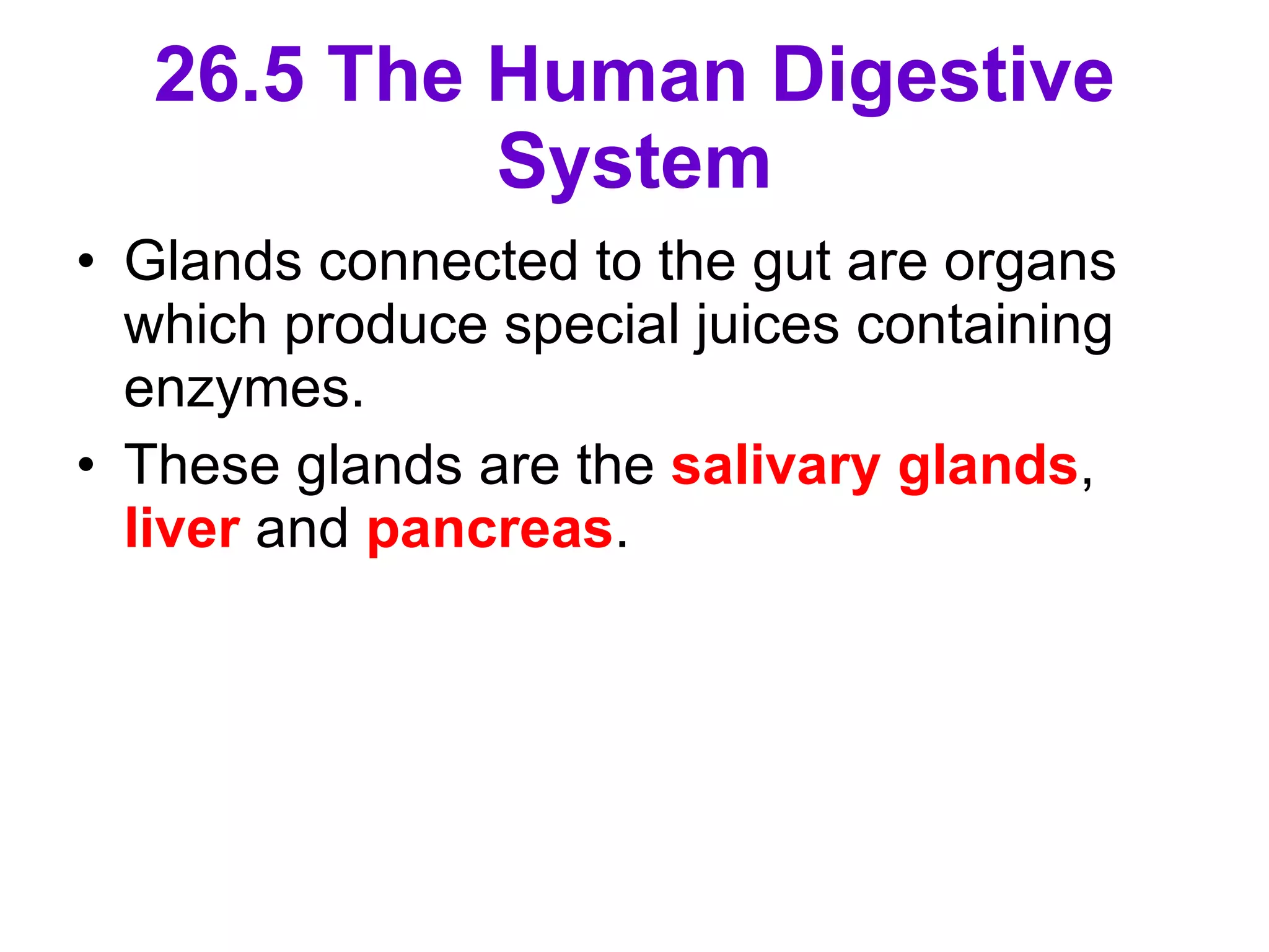 26.5 The Human Digestive System Glands connected to the gut are organs which produce special juices containing enzymes.  These glands are the  salivary glands ,  liver  and  pancreas . 