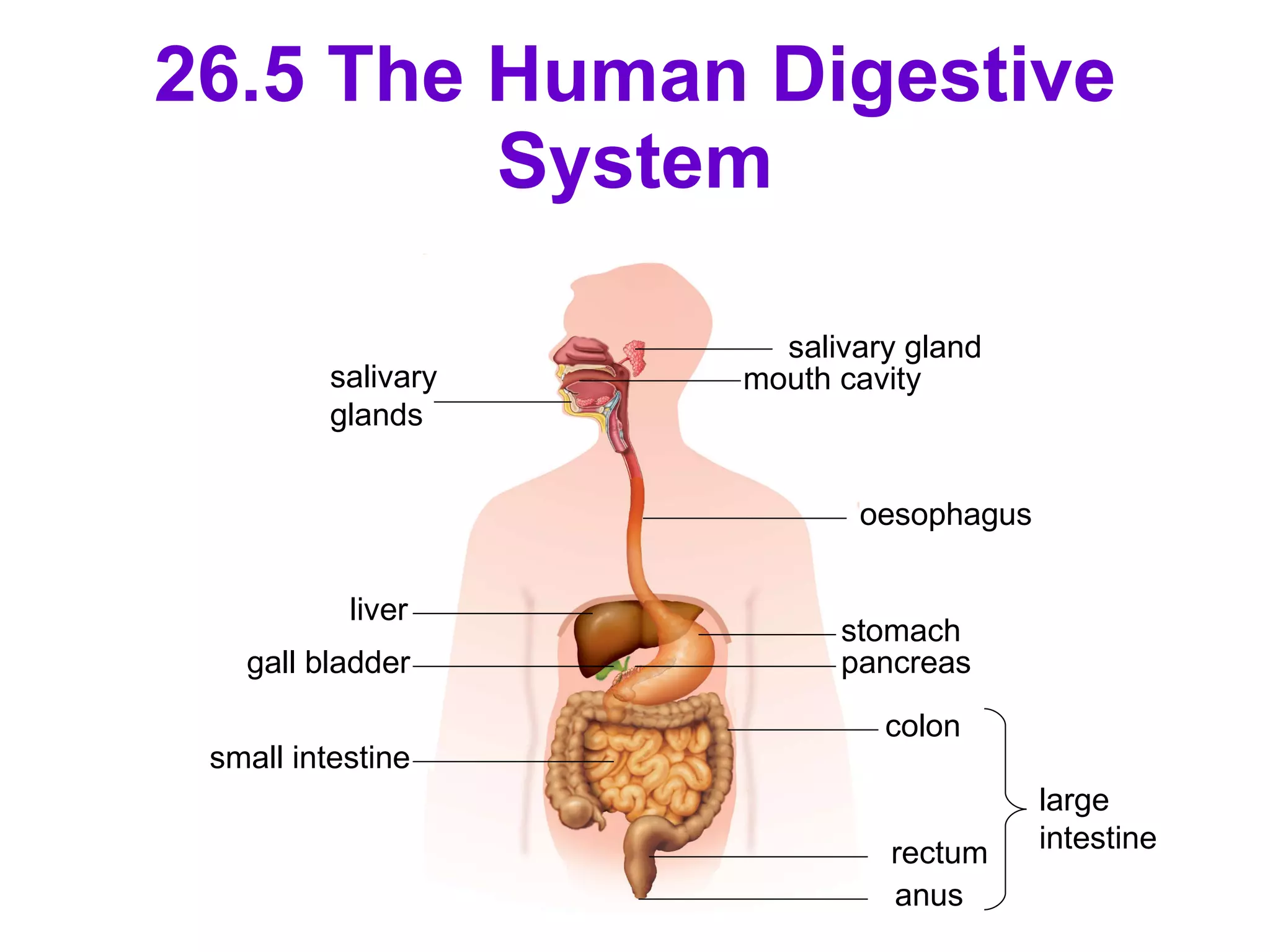 26.5 The Human Digestive System salivary gland mouth cavity oesophagus stomach salivary glands pancreas colon rectum anus large intestine liver gall bladder small intestine 
