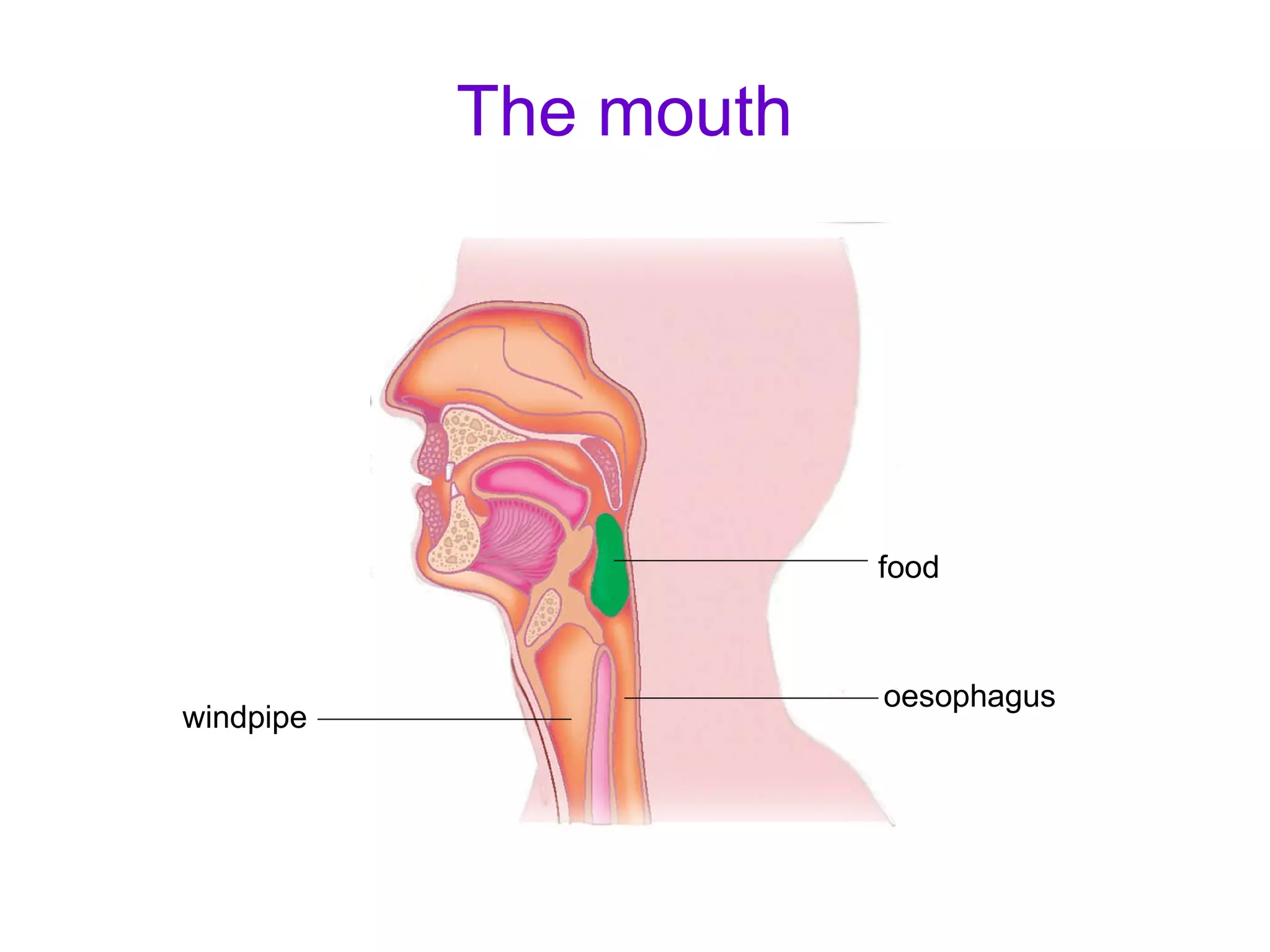 The mouth food oesophagus windpipe 