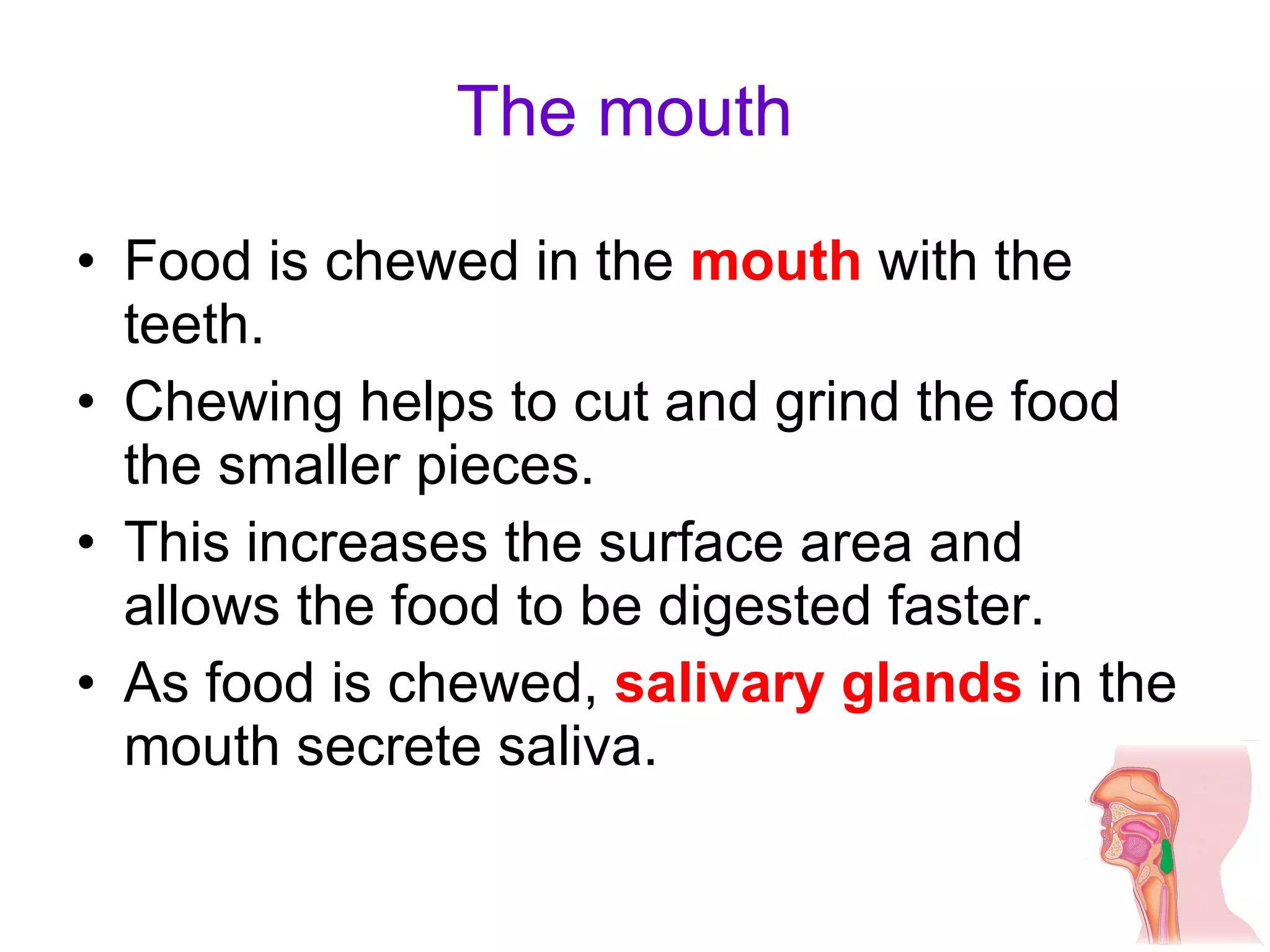 The mouth Food is chewed in the  mouth  with the teeth.  Chewing helps to cut and grind the food the smaller pieces. This increases the surface area and allows the food to be digested faster.  As food is chewed,  salivary glands  in the mouth secrete saliva.  