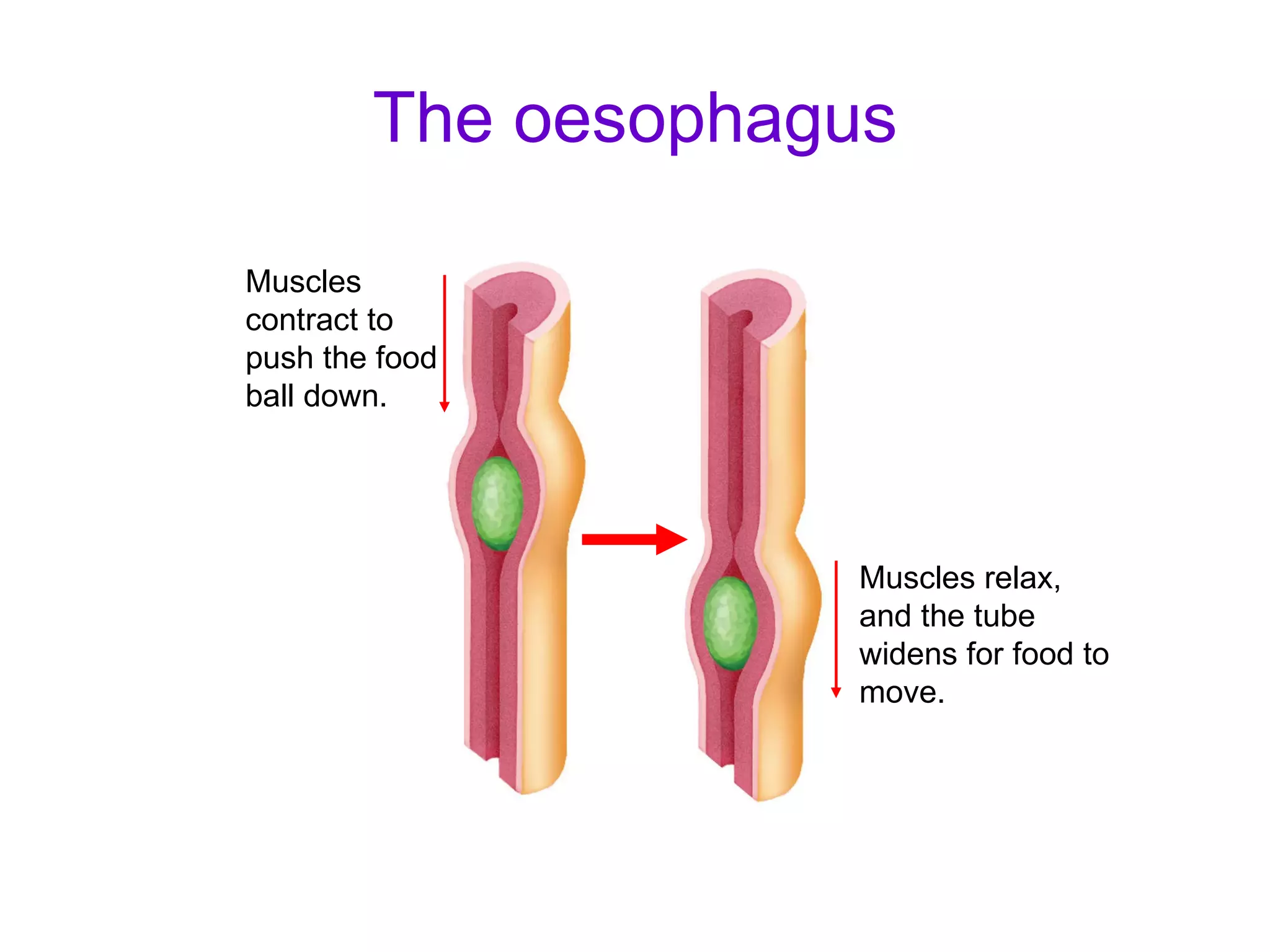 The oesophagus Muscles contract to push the food ball down. Muscles relax, and the tube widens for food to move. 