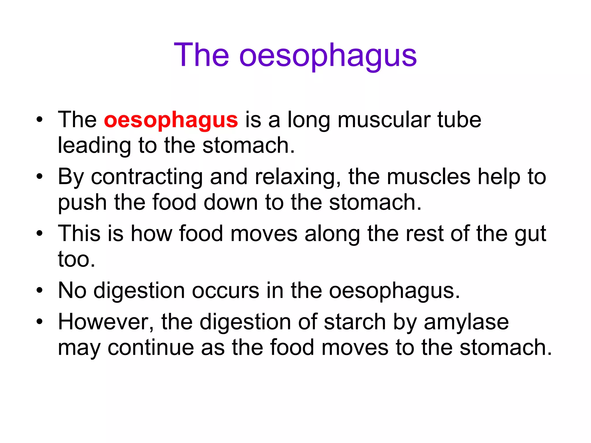 The oesophagus The  oesophagus  is a long muscular tube leading to the stomach. By contracting and relaxing, the muscles help to push the food down to the stomach. This is how food moves along the rest of the gut too. No digestion occurs in the oesophagus.  However, the digestion of starch by amylase may continue as the food moves to the stomach. 