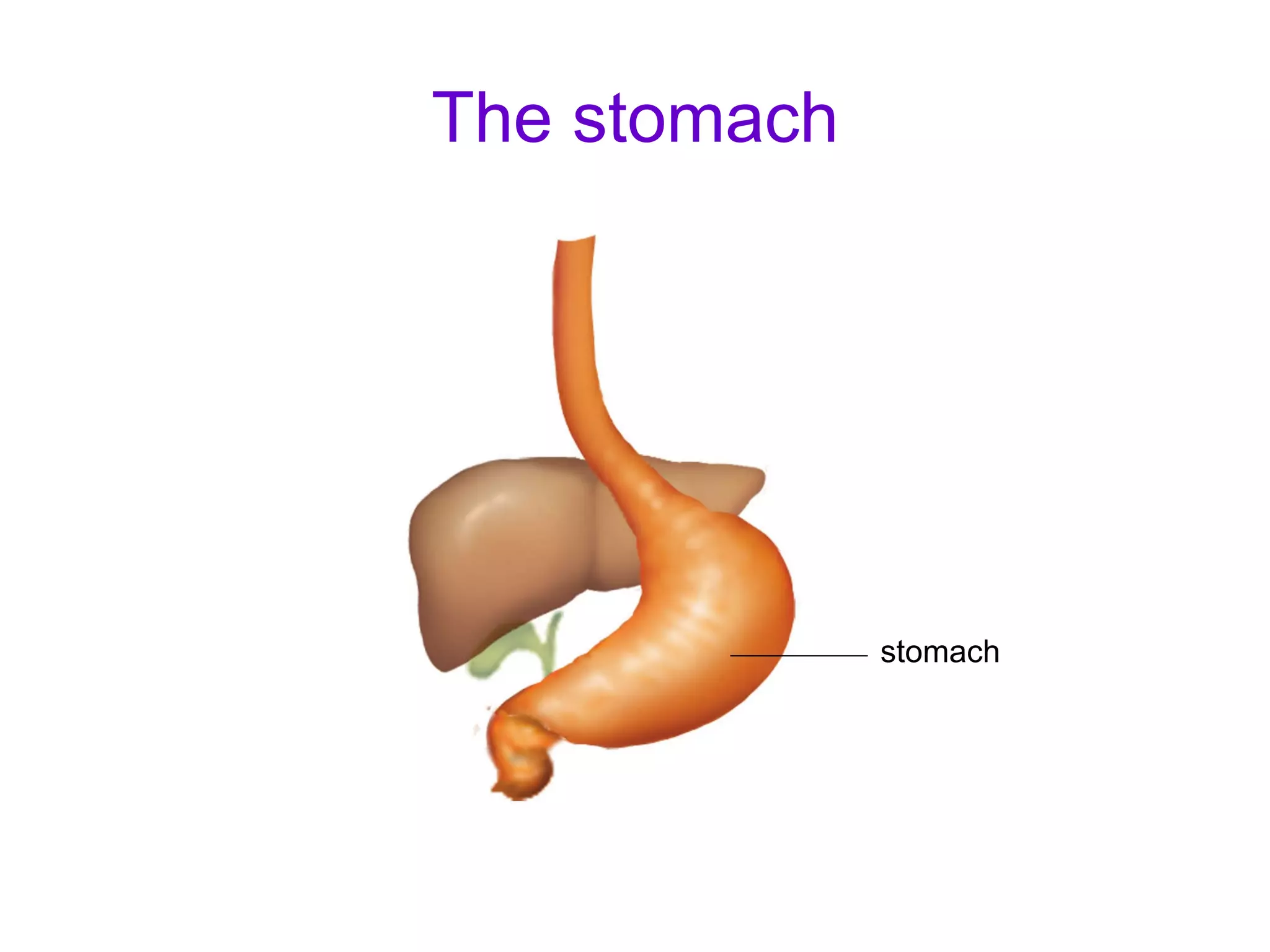 The stomach stomach 