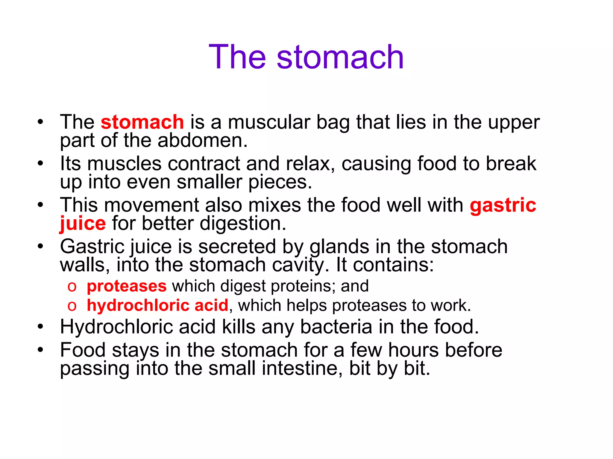 The stomach The  stomach  is a muscular bag that lies in the upper part of the abdomen. Its muscles contract and relax, causing food to break up into even smaller pieces. This movement also mixes the food well with  gastric juice  for better digestion. Gastric juice is secreted by glands in the stomach walls, into the stomach cavity. It contains: proteases  which digest proteins; and hydrochloric acid , which helps proteases to work. Hydrochloric acid kills any bacteria in the food. Food stays in the stomach for a few hours before passing into the small intestine, bit by bit. 