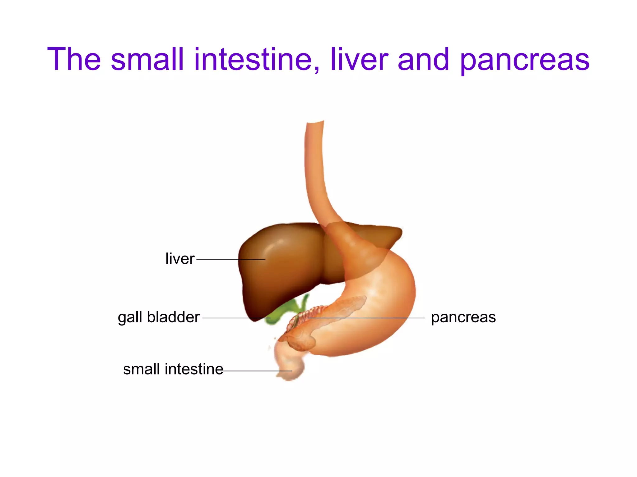 The small intestine, liver and pancreas gall bladder liver small intestine pancreas 