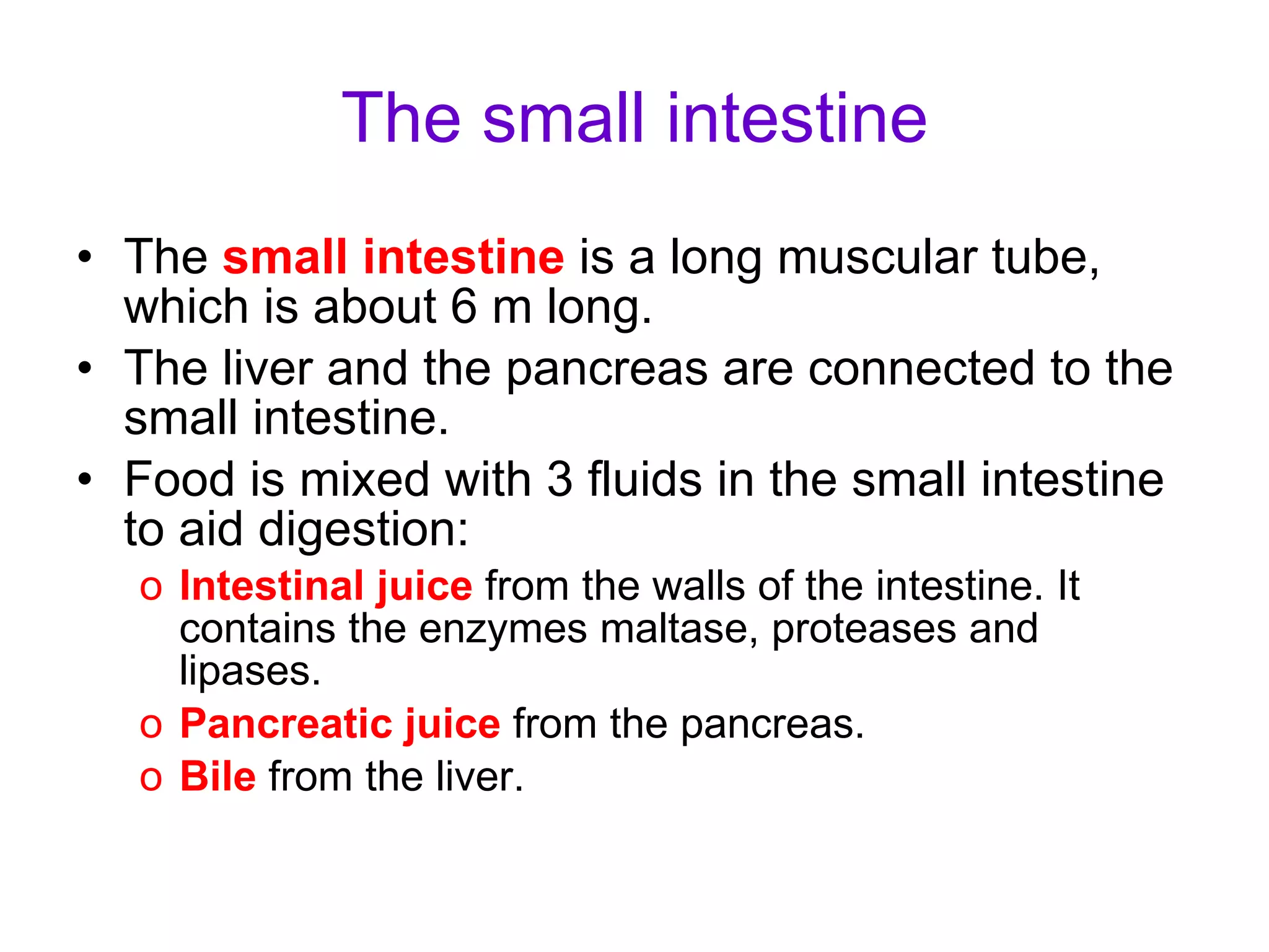 The small intestine The  small intestine  is a long muscular tube, which is about 6 m long. The liver and the pancreas are connected to the small intestine. Food is mixed with 3 fluids in the small intestine to aid digestion: Intestinal juice  from the walls of the intestine. It contains the enzymes maltase, proteases and lipases. Pancreatic juice  from the pancreas. Bile  from the liver. 