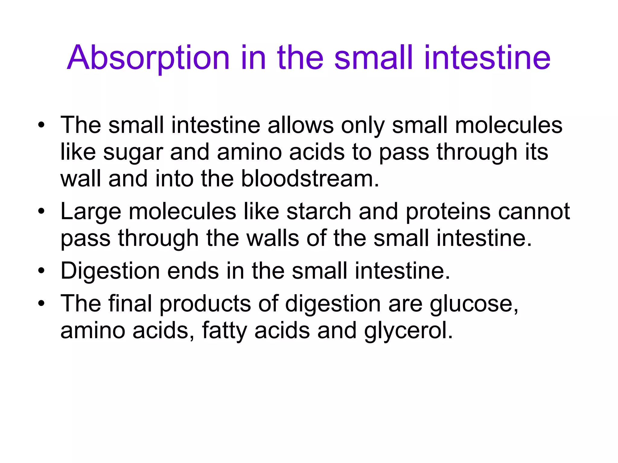Absorption in the small intestine The small intestine allows only small molecules like sugar and amino acids to pass through its wall and into the bloodstream. Large molecules like starch and proteins cannot pass through the walls of the small intestine. Digestion ends in the small intestine.  The final products of digestion are glucose, amino acids, fatty acids and glycerol. 