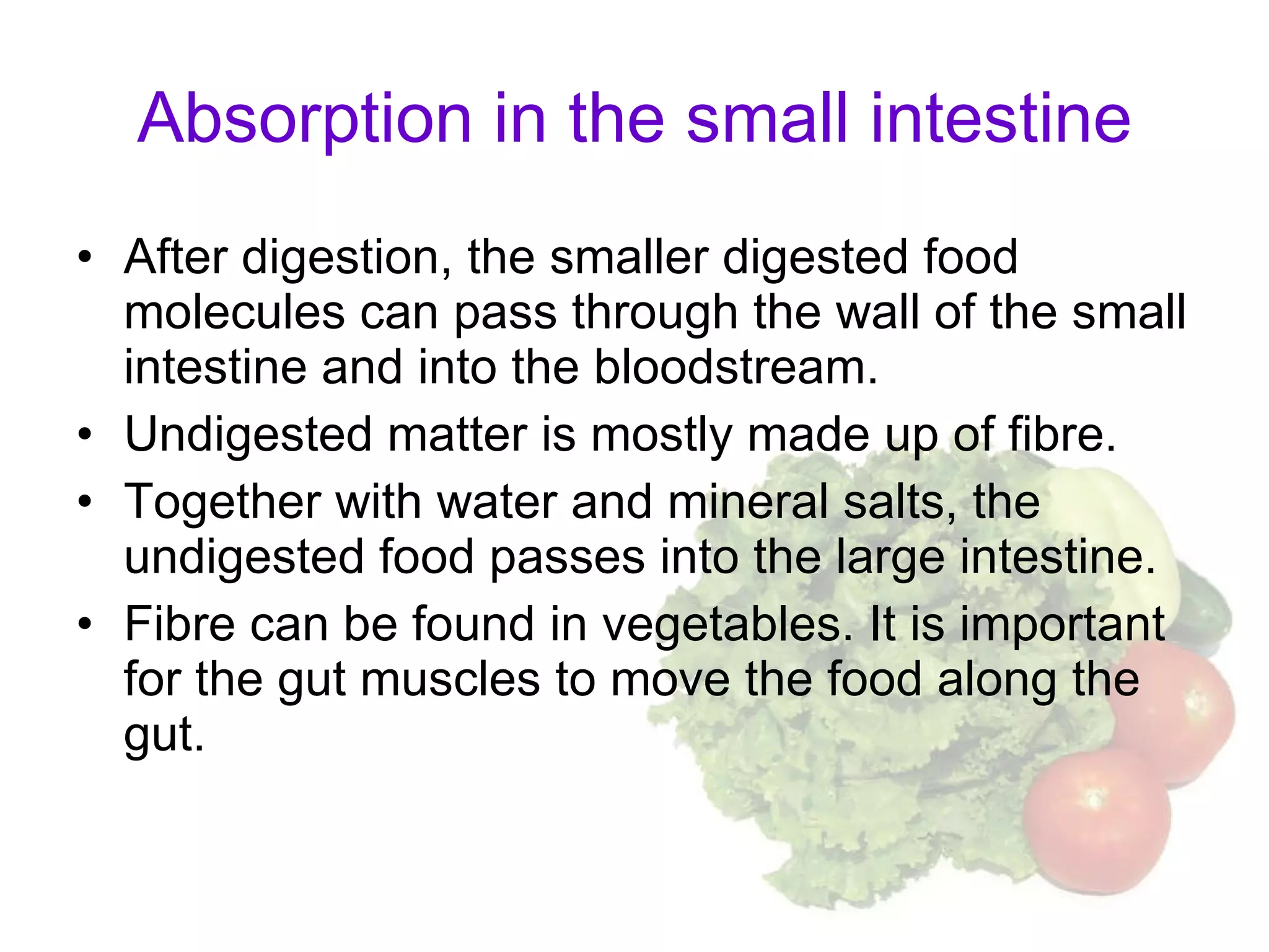 Absorption in the small intestine After digestion, the smaller digested food molecules can pass through the wall of the small intestine and into the bloodstream.  Undigested matter is mostly made up of fibre.  Together with water and mineral salts, the undigested food passes into the large intestine. Fibre can be found in vegetables. It is important for the gut muscles to move the food along the gut.  