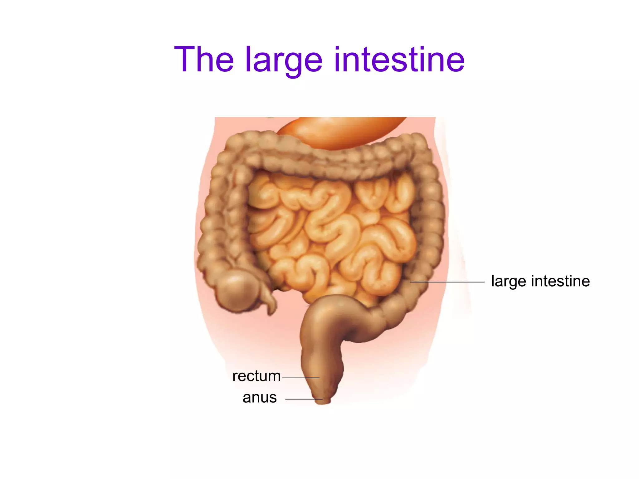 The large intestine large intestine rectum anus 