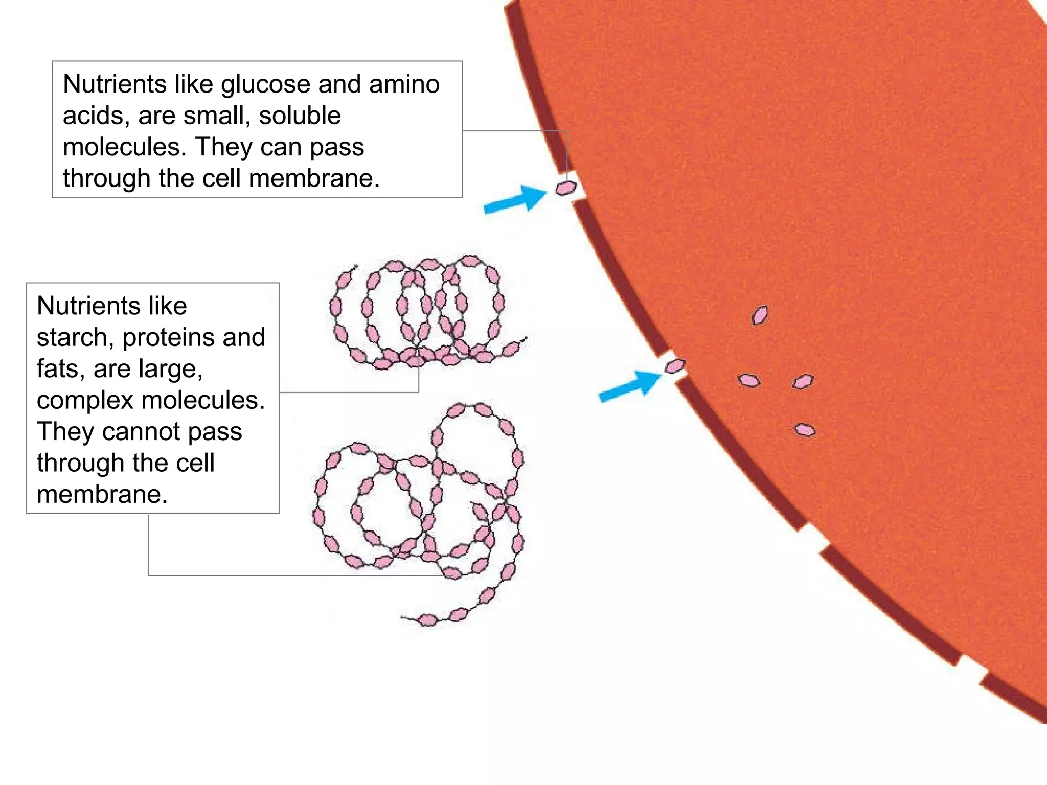 Nutrients like starch, proteins and fats, are large, complex molecules. They cannot pass through the cell membrane. Nutrients like glucose and amino acids, are small, soluble molecules. They can pass through the cell membrane. 