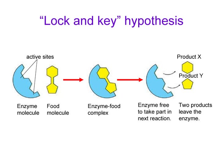 Lock And Key Enzyme Example at Ronald Hebert blog