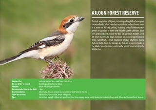 AJLOUN FOREST RESERVE
The rich vegetation of Ajloun, including rolling hills of evergreen
oak woodlands, offers a verdant respite from Jordan’s desert areas.
It is home to 40 bird species, including several Mediterranean
species in addition to some with Middle Eastern affinities. Birds
seen and heard here include the BlueTit, SardinianWarbler, Great
Tit, Short-toed Snake Eagle, Eurasian Jay, Long-legged Buzzard,
Wren, Greenfinch, Linnet, Blackbird, Chukar, Chaffinch, Tawny
Owl andTurtle Dove.The Eurasian Jay that can be seen in Jordan is
the black-capped subspecies atricapilla, which is restricted to the
Middle East.
Look out for:			 SardinianWarbler, Short-toed Snake Eagle,Wren
Be one of few to record:		 Brambling and Hawfinch at Ajloun
Seasons:			Best in the spring and summer.
Recommended time in the field:	 2 days.
Accommodation:			 Ajloun lodge, Rasoun campsite and a number of small hotels in the city.
Other attractions: 		 Tell Mar Elias, Ajloun castle, Jerash, hiking trails.
Tips:				YoucanbaseyourselfinAjlounandspendmoretimethereenjoyingseveralnearbybirdingsitesincludingArayespond,DibeenandYarmoukForest Reserve.
 