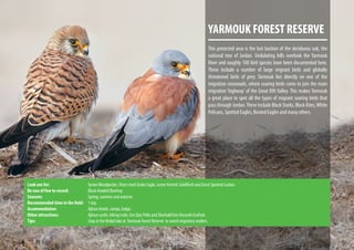 YARMOUK FOREST RESERVE
This protected area is the last bastion of the deciduous oak, the
national tree of Jordan. Undulating hills overlook the Yarmouk
River and roughly 100 bird species have been documented here.
These include a number of large migrant birds and globally
threatened birds of prey. Yarmouk lies directly on one of the
migration crossroads, where soaring birds come to join the main
migration ‘highway’ of the Great Rift Valley. This makes Yarmouk
a great place to spot all the types of migrant soaring birds that
pass through Jordan.These include Black Storks, Black Kites,White
Pelicans, Spotted Eagles, Booted Eagles and many others.
Look out for:			 SyrianWoodpecker, Short-toed Snake Eagle, Lesser Kestrel, Goldfinch and Great Spotted Cuckoo.
Be one of few to record:		 Black-headed Bunting
Seasons:			Spring, summer and autumn.
Recommended time in the field:	 1 day.
Accommodation:			 Ajloun hotels, camps, lodge.
Other attractions:		 Ajloun castle, hiking trails, Um Qais Pella and Sharhabil bin Hassneh EcoPark.
Tips:				Stop at the Bridal lake at Yarmouk Forest Reserve to watch migratory waders.
 