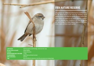 FIFA NATURE RESERVE
Lying between the southern tips of the Dead Sea andWadi Araba,
the Fifa Nature Reserve is one of the few remaining natural
breedinghabitatsoftheDeadSeaSparrow.Theareacontainsfresh
water streams and snippets of sub-tropical vegetation, making it
a stop for migrating birds. In addition to the Dead Sea Sparrow
and Sand Partridge, the Nubian Nightjar, Little Green Bee-eaters,
shrikes, waders and ducks may be spotted.
Look out for			 Dead Sea Sparrow, Sand Partridge, Little Green Bee-eater.
Be one of few to record:		 Nubian Nightjar.
Seasons:			Spring and autumn.
Recommended time in the field:	 1/2 day.
Accommodation:			 Mujib Chalets and Dead Sea hotels
Other attractions:		 Dead Sea.
Tips:				Base yourself by the Dead Sea to visit Fifa and nearby sites including Mujib.
 