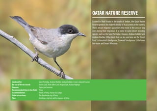 QATAR NATURE RESERVE
Located in Wadi Araba in the south of Jordan, the Qatar Nature
Reserve protects the highest density of Acacia trees in the country.
These attract migratory passerines that roost in the area or stop
over during their migration. It is home to some desert breeding
species, such as the Sand Partridge, Hoopoe, Arabian Babbler and
Arabian Warbler. Other birds that can be seen here are the Desert
Lark, Lichtenstein’s Sandgrouse, Crowned Sandgrouse, Little Green
Bee-eater and DesertWheatear.
Look out for: 			 Sand Partridge, ArabianWarbler, Arabian Babbler, Cream-coloured Courser.
Be one of few to record: 		 Dunn’s Lark,Thick-billed Lark, Hoopoe Lark, Nubian Nightjar.
Seasons: 			 Spring and summer.
Recommended time in the field:	 1 day.
Accommodation:			 Hotels in Petra, Feynan Eco Lodge.
Other attractions: 		 The Nabataean city of Petra.
Tips: 				Combine a trip here with a stopover at Petra.
 