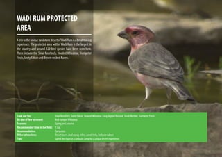 WADI RUM PROTECTED
AREA
AtriptotheuniquesandstonedesertofWadiRumisabreathtaking
experience. The protected area within Wadi Rum is the largest in
the country and around 120 bird species have been seen here.
These include the Sinai Rosefinch, Hooded Wheatear, Trumpeter
Finch, Sooty Falcon and Brown-necked Raven.
Look out for: 			 Sinai Rosefinch, Sooty Falcon, HoodedWheatear, Long-legged Buzzard, ScrubWarbler,Trumpeter Finch.
Be one of few to record: 		 Red-rumpedWheatear.
Seasons: 			 Spring and autumn.
Recommended time in the field: 	 1 day.
Accommodation: 		 Campsites.
Other attractions: 		 Desert tours, sand dunes, hikes, camel treks, Bedouin culture
Tips: 				Spend the night at a Bedouin camp for a unique desert experience.
 